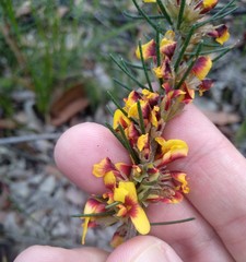 Dillwynia elegans