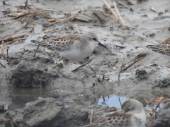 Calidris ruficollis