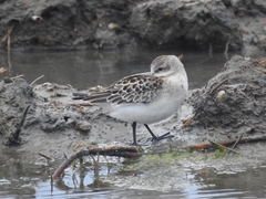 Calidris ruficollis