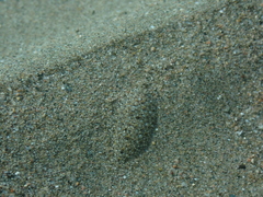 Arnoglossus