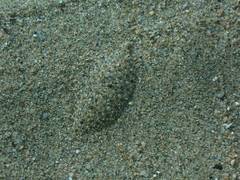 Arnoglossus