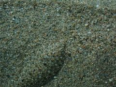 Arnoglossus