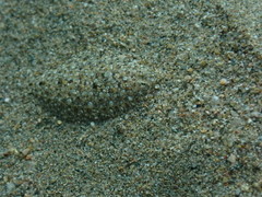 Arnoglossus