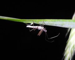 Zelus cervicalis