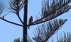 Accipiter tachiro tachiro