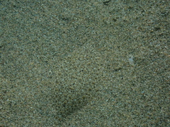 Arnoglossus
