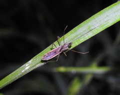 Zelus cervicalis