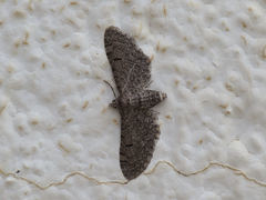 Eupithecia ultimaria