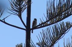 Accipiter tachiro tachiro