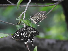 Papilio xuthus