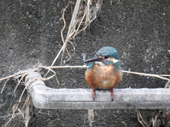 Alcedo atthis