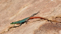 Soutpansberg Flat Lizard photo 5