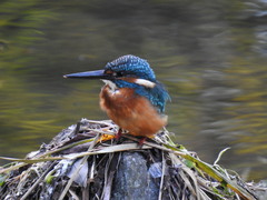 Alcedo atthis