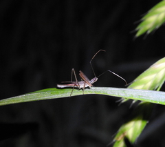 Zelus cervicalis