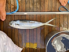 Coryphaena