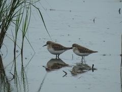 Calidris ruficollis