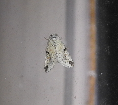 Maliattha concinnimacula