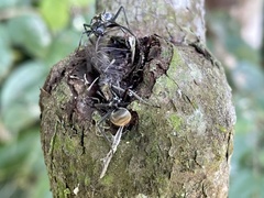 Polyrhachis militaris