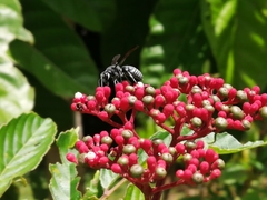 Allorhynchium argentatum