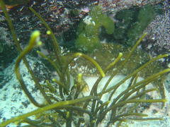 Bifurcariopsis capensis