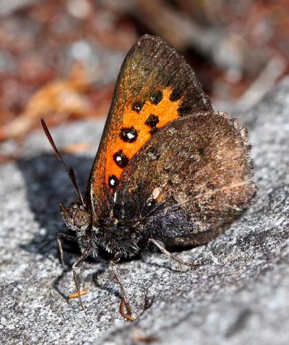 Quickelberge's Copper
