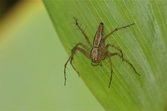 Oxyopes