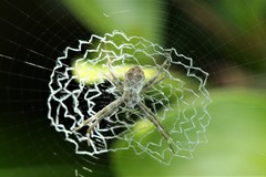 Argiope