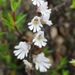 Hair Orchids - Photo (c) Ismail Ebrahim, some rights reserved (CC BY-NC), uploaded by Ismail Ebrahim