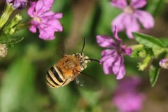 Amegilla flammeozonata