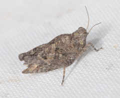 Paratettix argillaceus