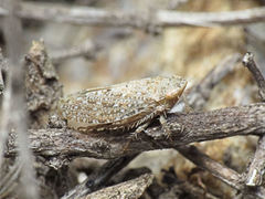 Phlepsius intricatus