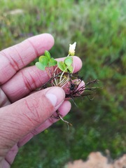 Oxalis dregei