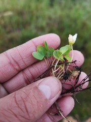 Oxalis dregei