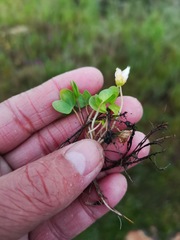Oxalis dregei