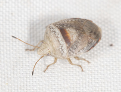 Eupolemus tasmanicus