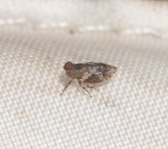 Austrolopa