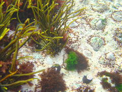 Bifurcariopsis capensis