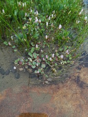 Oxalis simplex