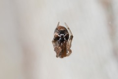 Parasteatoda lunata