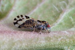 Cacopsylla pulchella