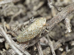 Phlepsius intricatus
