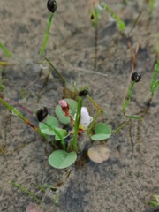 Oxalis simplex