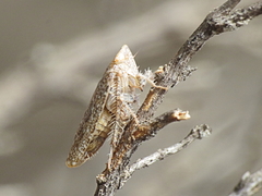 Phlepsius intricatus