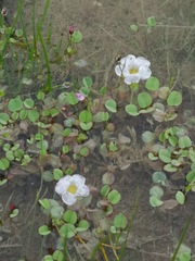 Oxalis simplex