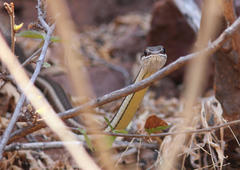 Psammophis subtaeniatus