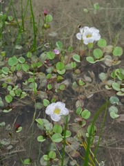 Oxalis simplex