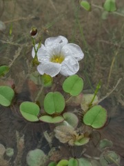 Oxalis simplex