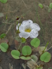 Oxalis simplex