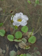 Oxalis simplex