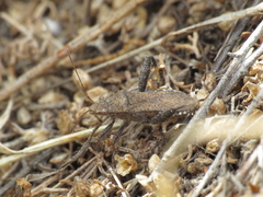 Heegeria tangirica